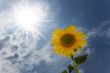 sunflower under a blue sky