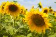 sunflowers under a blue sky