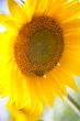 sunflower under a blue sky