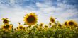 sunflowers / panoramic