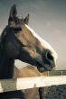 Horse head of brown horse / vintage toned