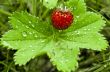 Wild strawberry