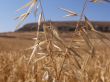 Gold wheat in the Cyprus