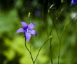 Dark blue flower