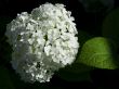 White hydrangea flowers and green sheet