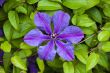 beautiful flower clematis