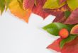 Autumn leaf composition