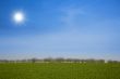 Green fields and the blue sky