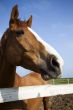 Horse head of brown horse