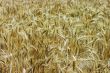 Golden wheat feald