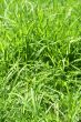 Green grass close-up