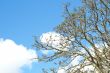 Tree against a sky in spring
