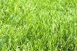 Green grass close-up