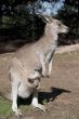 Kangaroo and Joey