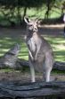 Kangaroo