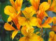 alstromeria aurea