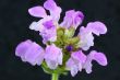lamium maculatum