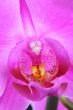 phalaenopsis orchid