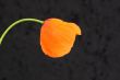 californian poppy