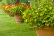 Flowers in pots on a grass