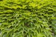 Green grape leaves texture