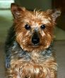 Cute Dog