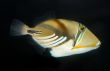 Fish Swimming