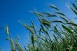 Unripe wheat heads