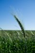 Isolated wheat head in  a field