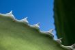 Cactus thorns looking like sharks teeth