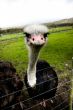 Grumpy ostrich