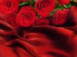 Red roses on vinous fabric