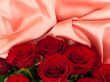 Red  roses on pink fabric