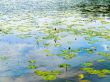 lake with lily