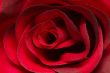 Red rose