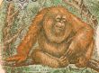 Orangutan