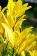 Yellow lily, detail. Close-up flower of lily.