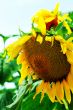 Close-up flower of sunflower.