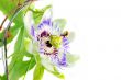 Purple Passionflower on a white background