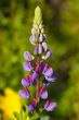 lupine close up