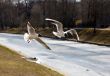 Three seagulls