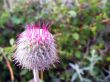 Meadow flower