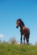 Brown horse grazing