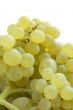 grapes on white