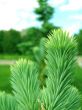 Fur-tree
