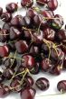 cherries on white background