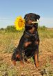 rottweiler and sunflower