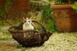 French cat in basket