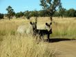 A pair of rhinoceros
