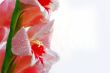 gladiolus